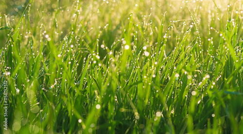 green grass background
