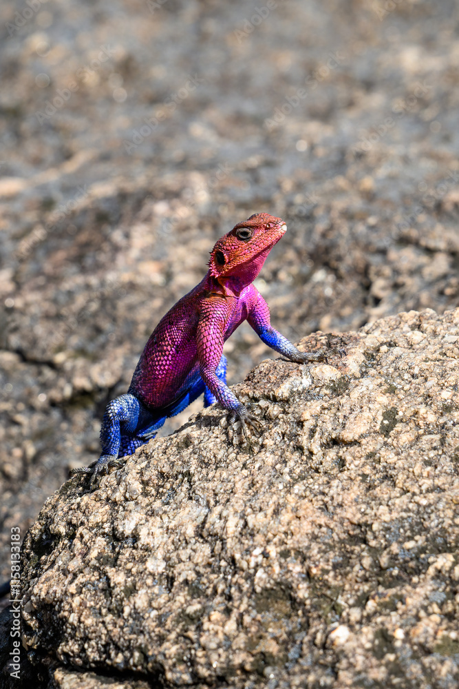 Very colorful male agama lizard, in pink and blue, posing on a rock, African wildlife on adventure safari in Kenya
