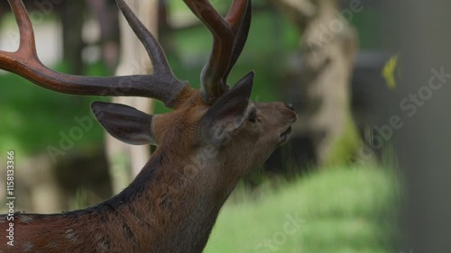 European roe deer (Capreolus capreolus) buck sense danger
