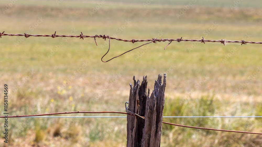 Fototapeta premium old fence post and barbed wire