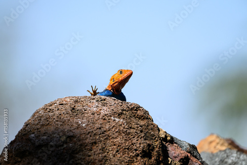 Very colorful male agama lizard, in orange and blue, posing on a rock, African wildlife on adventure safari in Kenya
 photo