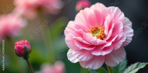 Delicate pink & white ranunculus blooms, close-up , floral, fresh, pastel