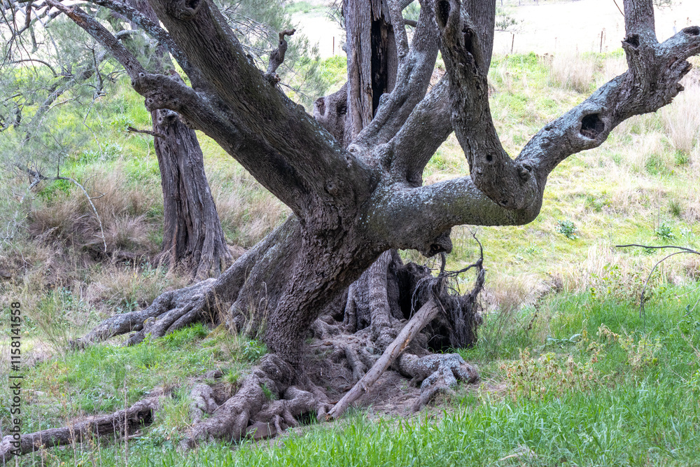 Old twisted trees near a creek Old twisted trees near a creek