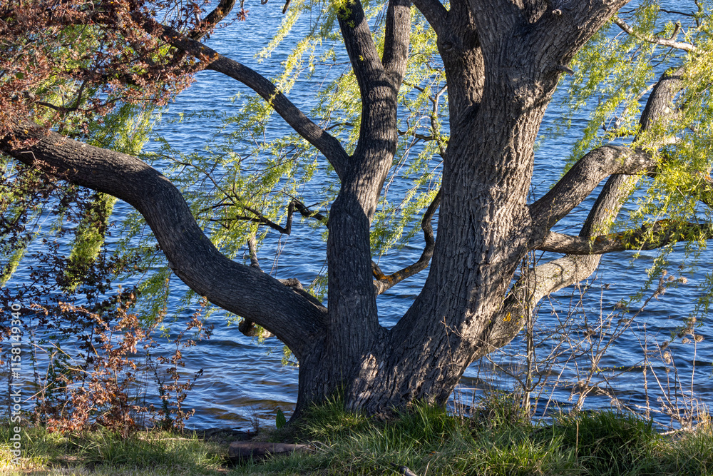 Fototapeta premium old twisted tree beside a lake