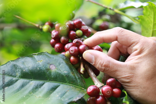 Red Coffee berries near ripeness on branch field,Coffee cherries are almost ripe.harvesting Robusta and arabica  coffee berries by agriculturist hands, Harvest arabica coffee berries on its branch