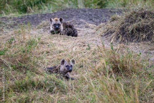 Two Hyena pups, cute furry babies, outside the den in the Maasai Mara National Reserve, African wildlife on adventure safari game drive in Kenya
 photo