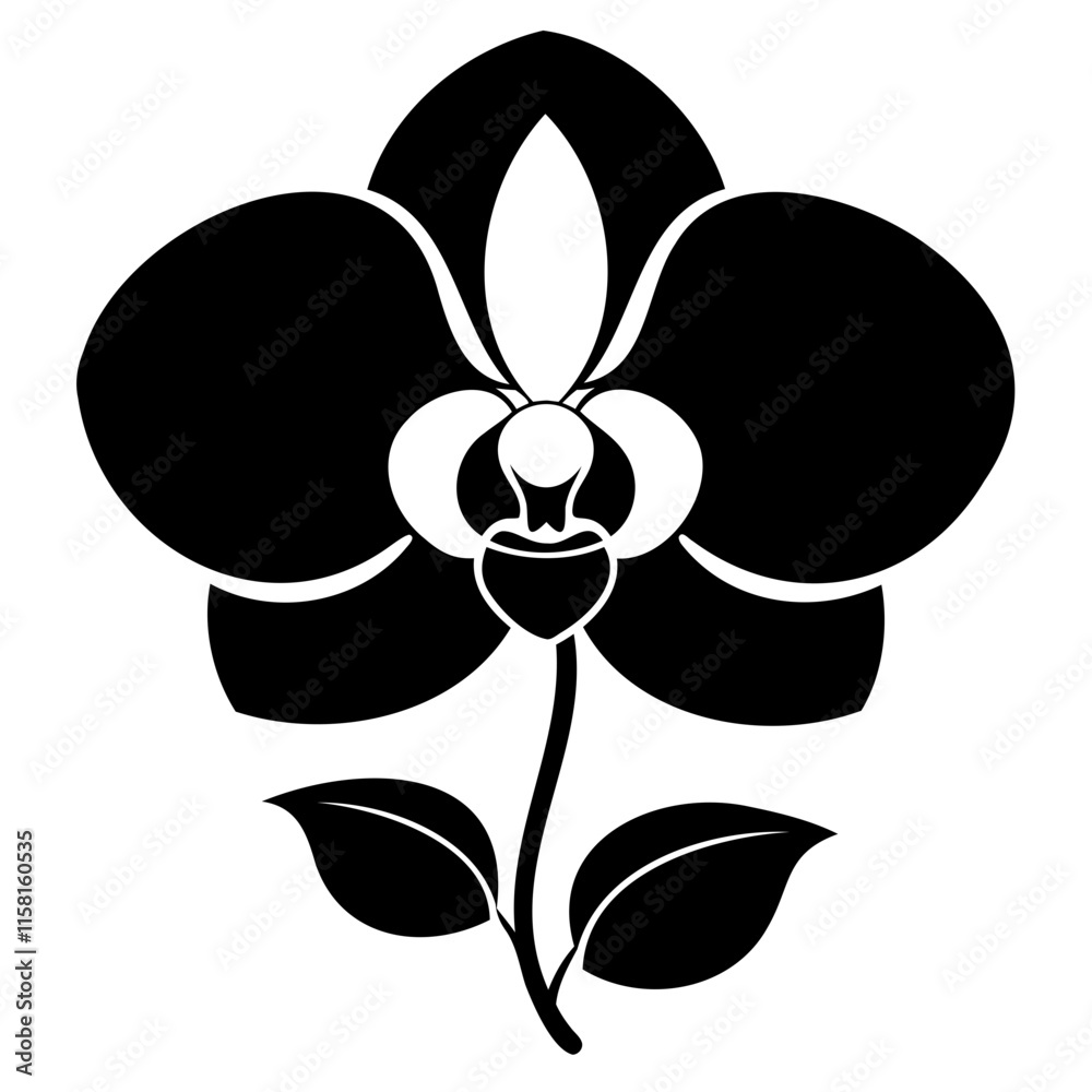 Close-up of beautiful Black Phalaenopsis orchid flower on transparent background Close-up of beautiful Black Phalaenopsis orchid flower on transparent background