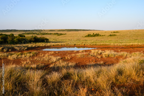 Early morning savanna landscape with small pond watering hole in red dirt, in the Maasai Mara National Reserve, African adventure safari game drive in Kenya
