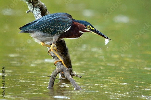 Green Heron Eats Silver Fish