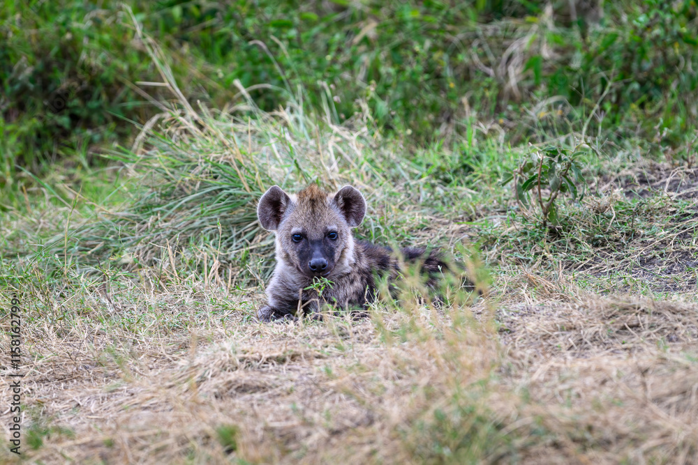 Fototapeta premium Cute little furry Hyena baby pup outside the den in the Maasai Mara National Reserve, African wildlife on adventure safari game drive in Kenya 