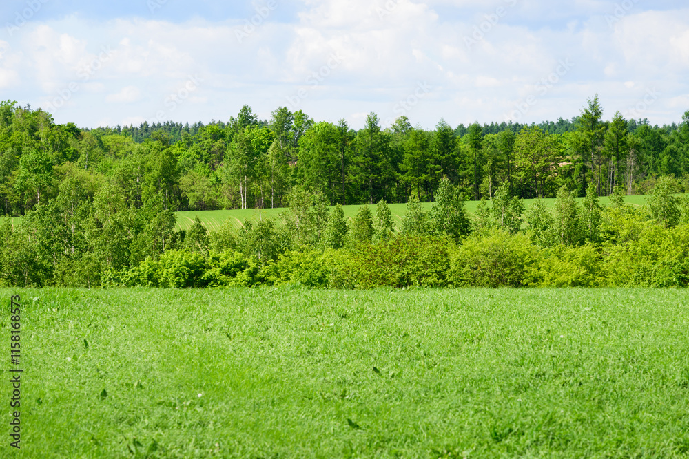 Obraz premium 5月の北海道 富良野の風景