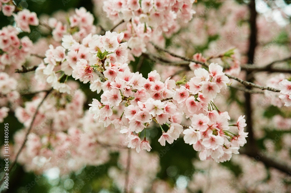 Obraz premium pink cherry blossom