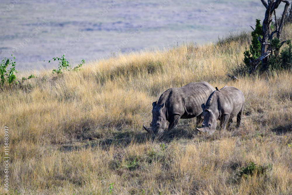 Threatened and endangered White Rhino grazing on a hillside in the Lewa Conservancy, African wildlife on adventure safari game drive in Kenya
Threatened and endangered White Rhino grazing on a hillside in the Lewa Conservancy, African wildlife on adventure safari game drive in Kenya