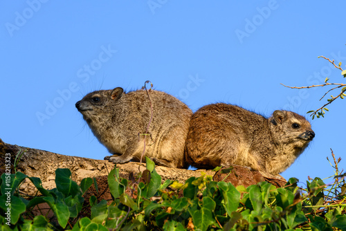 Closeup of two cute little Hyrax perched on a rock wall in a safari camp in the Lewa Conservancy, African wildlife on adventure safari game drive in Kenya

