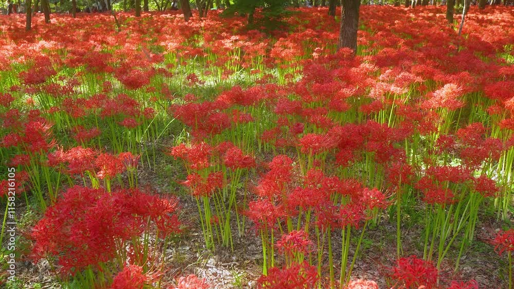 Handheld Panning Left Across a Field Covered in Blooming Red Spider Lilies. autumn scenery, vibrant oriental flowers. Handheld Panning Left Across a Field Covered in Blooming Red Spider Lilies. autumn scenery, vibrant oriental flowers.