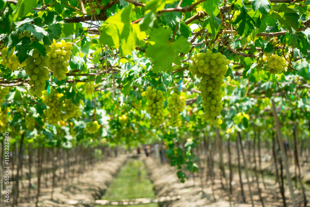 White grapes hanging on a bush at vine in vineyard in a sunny beautiful day with channel along at the farm White grapes hanging on a bush at vine in vineyard in a sunny beautiful day with channel along at the farm