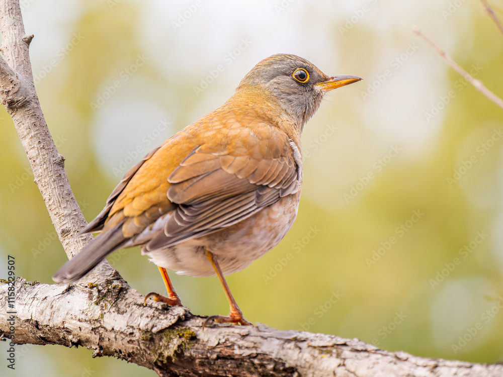 Fototapeta premium 枝にとまるシロハラ