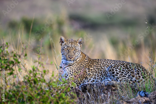 Leopard laying on a rock waiting for dark, and time to hunt, in the Lewa Conservancy, African wildlife on adventure safari game drive in Kenya
