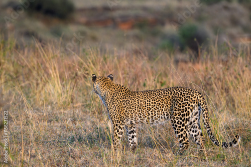 Leopard walking through tall grass in warm evening light in the Lewa Conservancy, African wildlife on adventure safari game drive in Kenya
