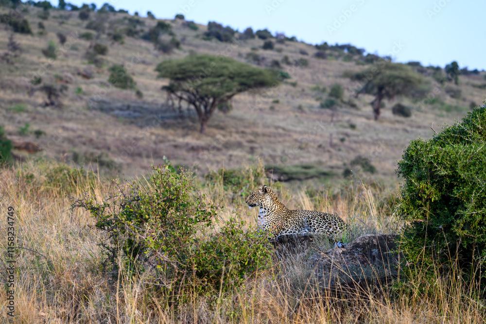 Leopard laying on a rock waiting for dark, and time to hunt, in the Lewa Conservancy, African wildlife on adventure safari game drive in Kenya
Leopard laying on a rock waiting for dark, and time to hunt, in the Lewa Conservancy, African wildlife on adventure safari game drive in Kenya