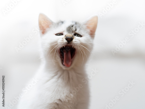 あくびをする子猫