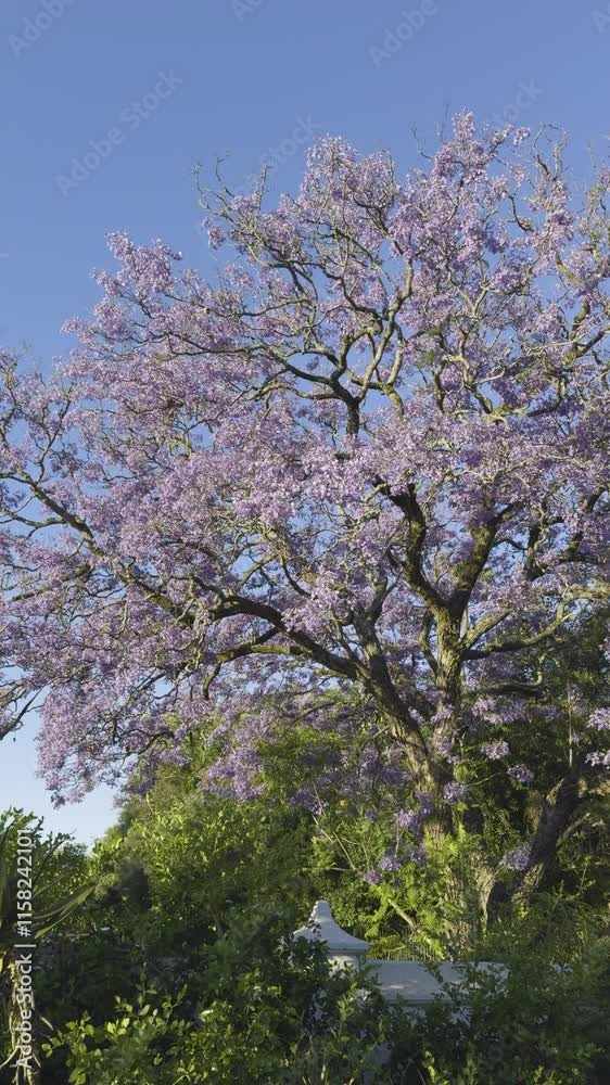 Large Jacaranda Tree in Full Bloom. Stellenbosch, South Africa. Vertical Panning Shot Large Jacaranda Tree in Full Bloom. Stellenbosch, South Africa. Vertical Panning Shot