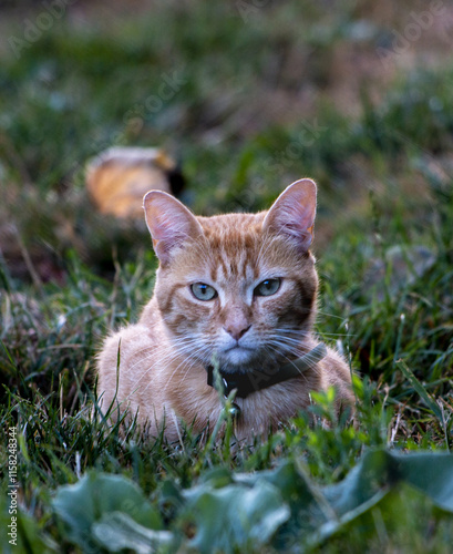 Le chat surveille  photo