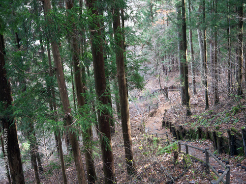 Footpath with wooden fence in the pine forest covered with autumn leaves, Fukiware falls, Numata, Japan photo