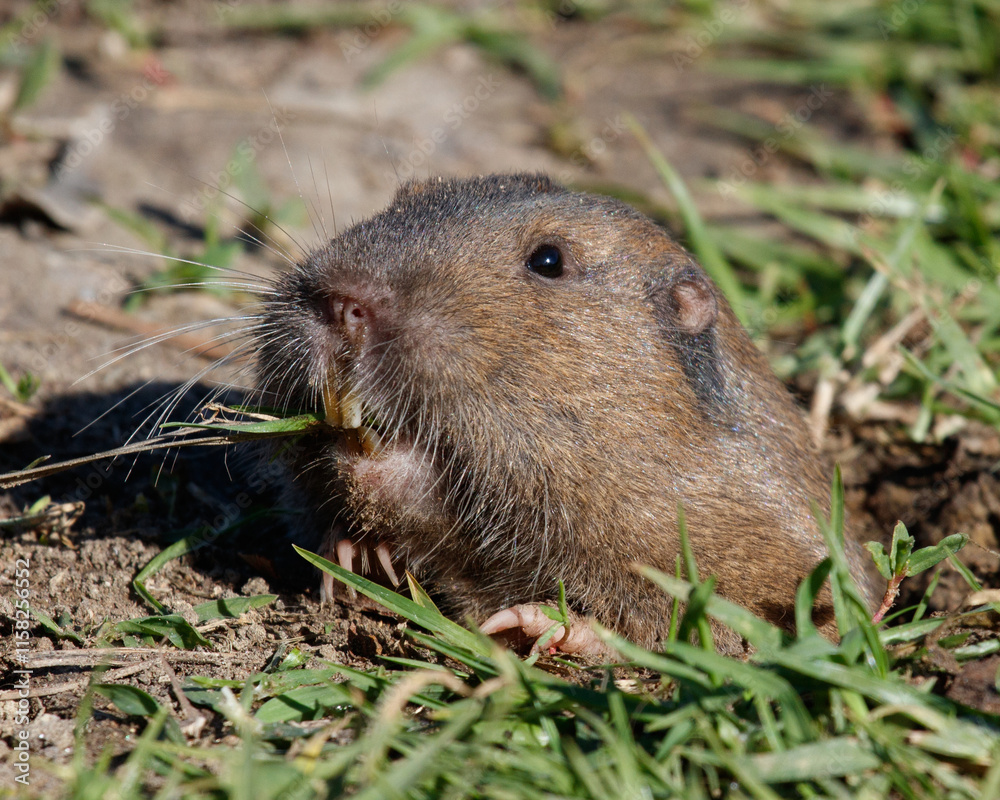 A gopher peering out of its burrow in Palos Verdes Estates. A gopher peering out of its burrow in Palos Verdes Estates.