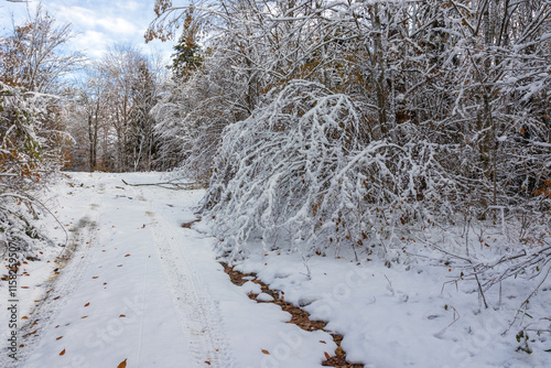 morning in an unsociable place in nature, the first snow in the autumn forest, trees in snow decoration