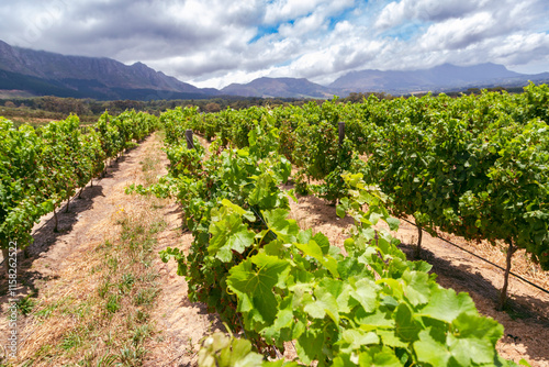 Stellenbosch Wine Routes in Western Cape of South Africa