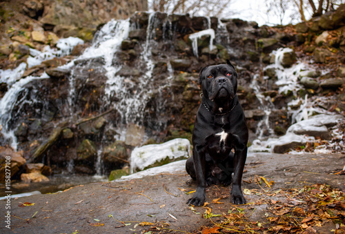 A black dog of the Cane Corso breed sits on a stone against the background of a waterfall. The dog has a nice muscular body. The dog is looking intently at something. The photo is blurry photo