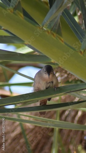 bird bathing on a tree