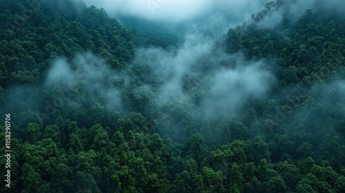 Lush green forest shrouded in mist, creating a serene and tranquil natural landscape.