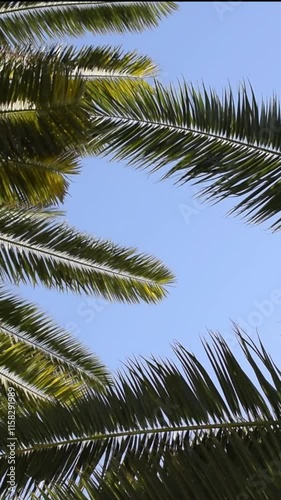 palm leaves moving in the wind