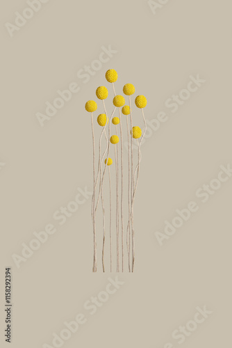 Set of Isolated Craspedia Billy Ball Yellow Flowers