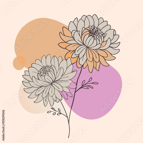 vector illustration of chrysanthemum flower nature plant cartoon design style