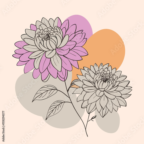 vector illustration of chrysanthemum flower nature plant cartoon design style