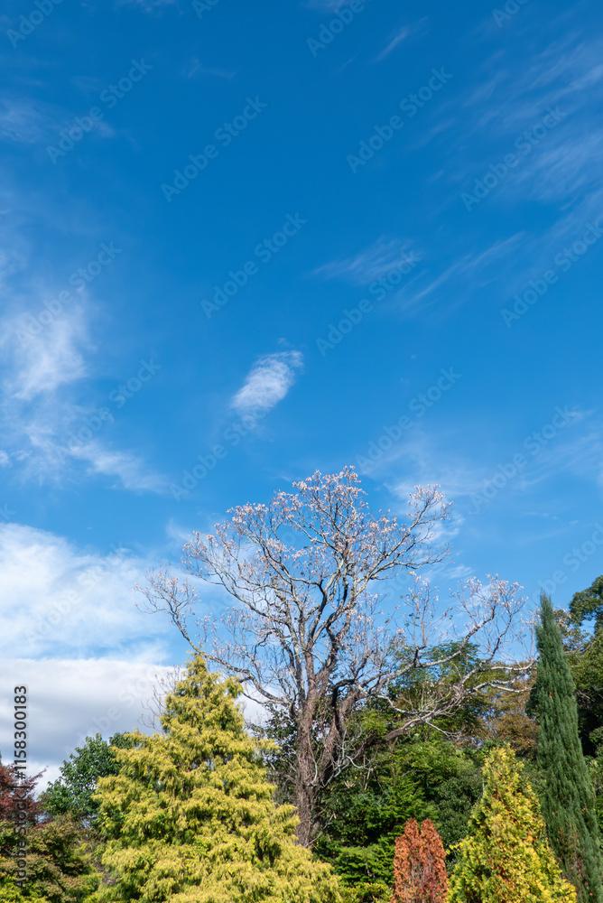 Obraz premium 秋晴れの青空に美しい木々 京都府立植物園