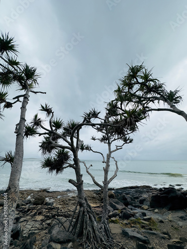 Pandanus Trees, Noosa, Noosa National Park, Sunshine Coast, queensland, australia