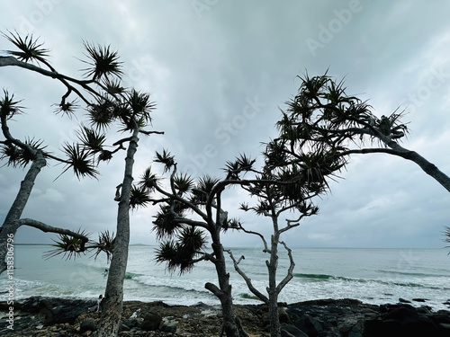 Pandanus Trees, Noosa, Noosa National Park, Sunshine Coast, queensland, australia