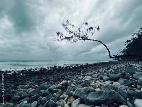 Lone tree, Noosa, Noosa National Park, Sunshine Coast, queensland, australia