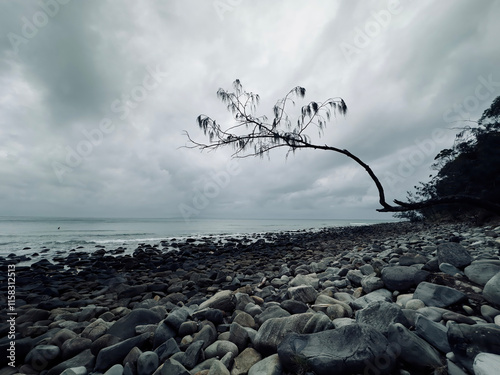 Lone tree, Noosa, Noosa National Park, Sunshine Coast, queensland, australia