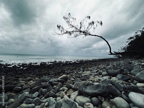 Lone tree, Noosa, Noosa National Park, Sunshine Coast, queensland, australia