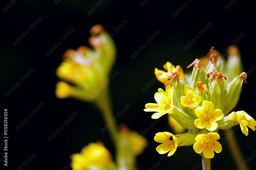 Spring in the mountains: details. A close-up photograph of a cowslip primrose inflorescence with yellow flowers on a black background. Colors of nature in Orjen Nature Park, Montenegro: Primula veris Spring in the mountains: details. A close-up photograph of a cowslip primrose inflorescence with yellow flowers on a black background. Colors of nature in Orjen Nature Park, Montenegro: Primula veris