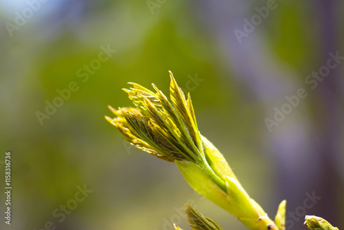 Beginning of the vegetation period in the forest: a close-up photograph of a tree branch with a bud from which the first leaves are emerging. Spring nature: fresh ash foliage on a blurred background photo