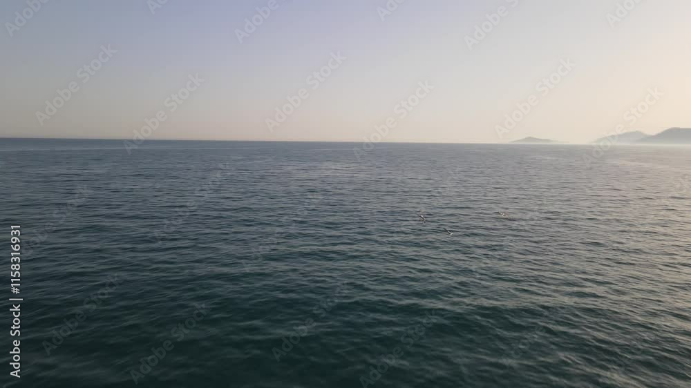 Birds Fliying Over the Sea Birds Fliying Over the Sea