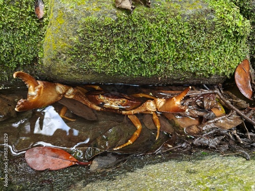 Cangrejo de río oculto bajo roca con musgo verde