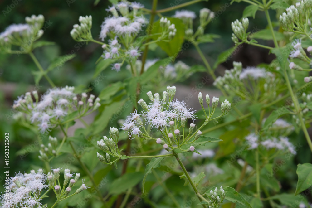 Herbs flower of Siam weed, Bitter bush, Christmas bush or Devil weed (Chromolaena odorata plant) Herbs flower of Siam weed, Bitter bush, Christmas bush or Devil weed (Chromolaena odorata plant)
