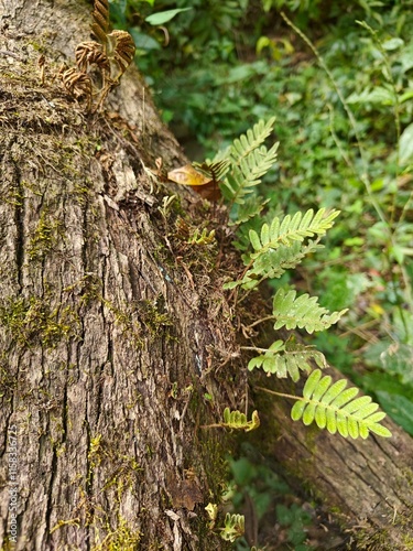 Helecho Resurrección en tronco de árbol seco y musgos verdes